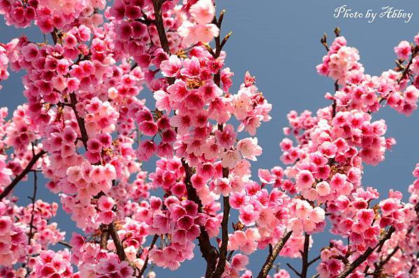 平菁街櫻花 (6).JPG 平菁街櫻花 (6).JPG