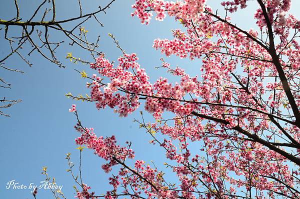 平菁街櫻花 (8).JPG 平菁街櫻花 (8).JPG
