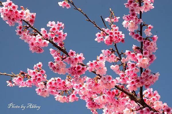 平菁街櫻花 (10).JPG 平菁街櫻花 (10).JPG