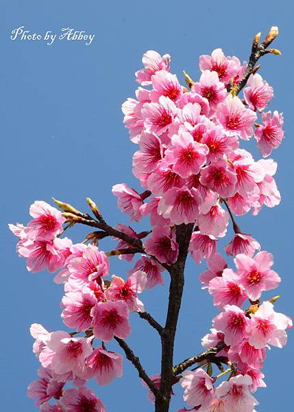 平菁街櫻花 (13).JPG 平菁街櫻花 (13).JPG