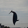 海洋博水族館 (17).JPG