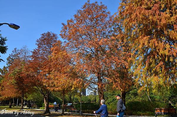 大安森林公園落羽松 (4).JPG