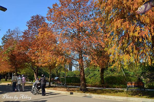 大安森林公園落羽松 (5).JPG 大安森林公園落羽松 (5).JPG
