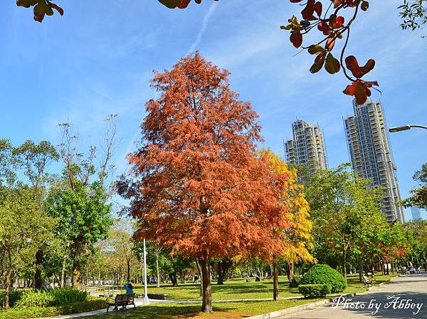 大安森林公園落羽松 (6).JPG 大安森林公園落羽松 (6).JPG