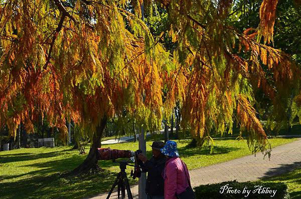 大安森林公園落羽松 (8).JPG