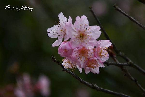 櫻花 (2).JPG 櫻花 (2).JPG