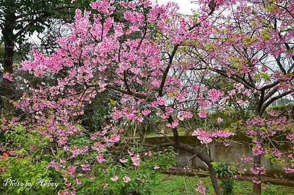 櫻花 (3).JPG 櫻花 (3).JPG