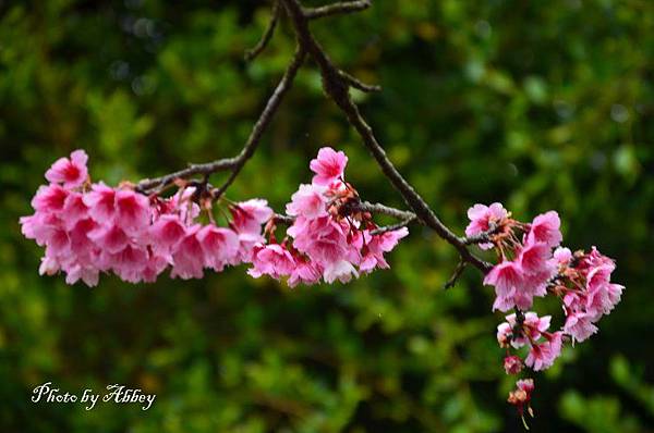 櫻花 (9).JPG 櫻花 (9).JPG