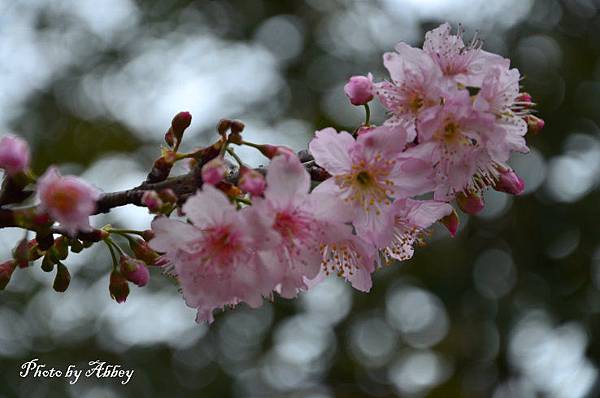 櫻花 (12).JPG 櫻花 (12).JPG