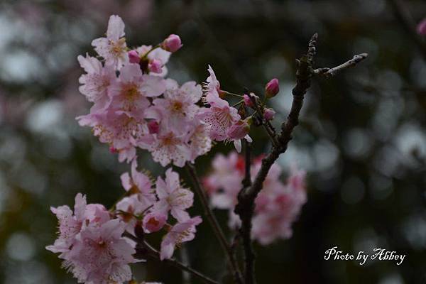 櫻花 (13).JPG 櫻花 (13).JPG