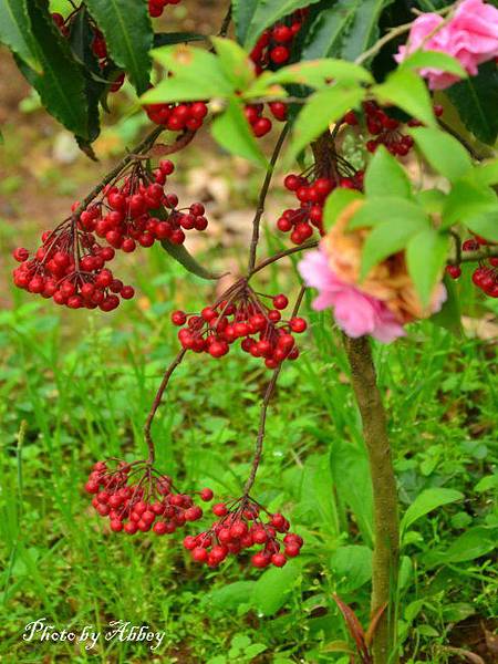 江老師花園 (2).JPG 江老師花園 (2).JPG