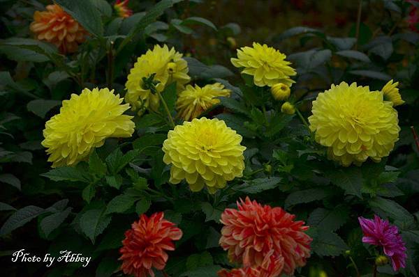 江老師花園 (6).JPG 江老師花園 (6).JPG