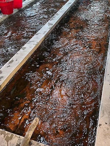 新竹餐廳推薦-黃金海岸活蝦之家 新竹餐廳推薦-黃金海岸活蝦之家