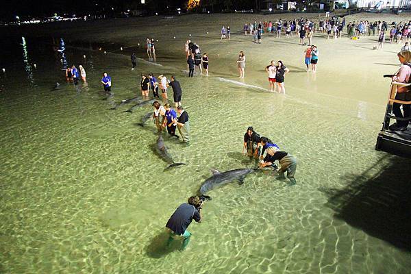 Dolphin_Feeding_at_Tangalooma_Resort,_Moreton_Island