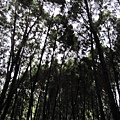 慈湖某樹林