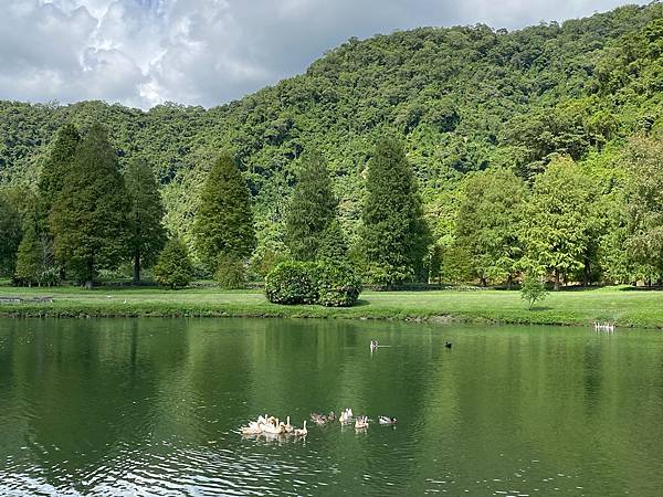 為天地寫日記(宜蘭蜊埤湖落羽松)