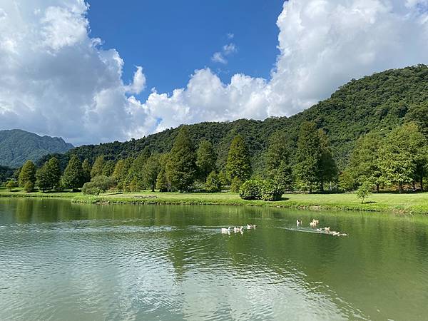 為天地寫日記(宜蘭蜊埤湖落羽松)