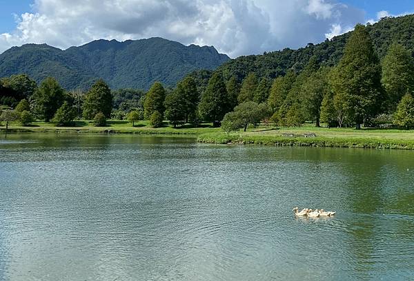 為天地寫日記(宜蘭蜊埤湖落羽松)