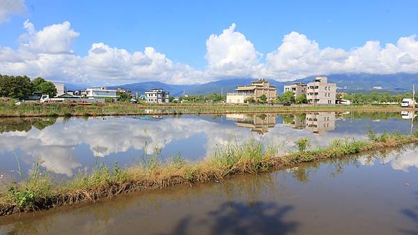 為天地寫日記(宜蘭水稻田倒影、白蘆葦、安農溪落羽松、播種)