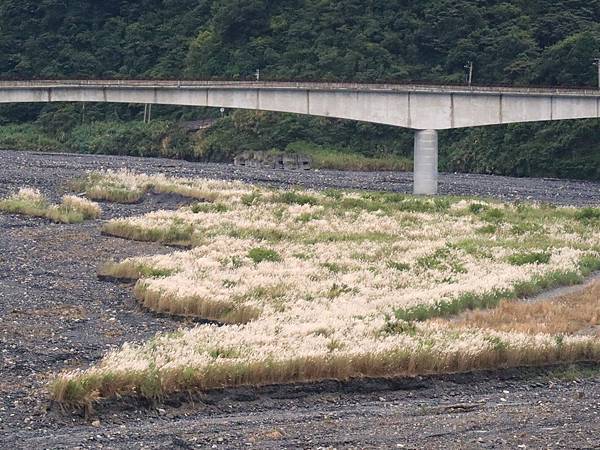 為天地寫日記(宜蘭水稻田倒影、白蘆葦、安農溪落羽松、播種)