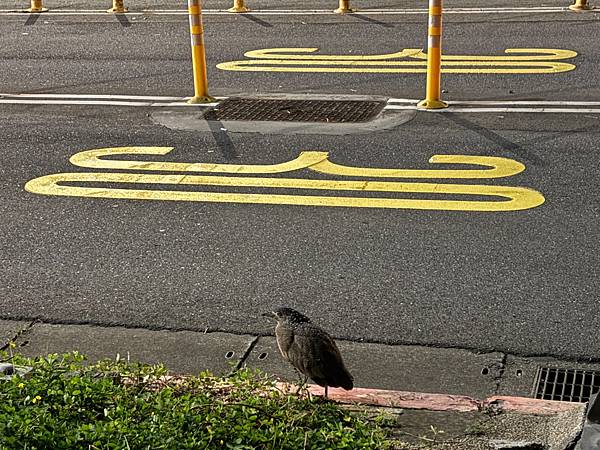 凌晨馬路上一隻大笨鳥(2023.11.18).jpg