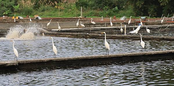 為天地寫日記(白鷺鷥魚塭吃蝦、龜山島)(2023.11.29