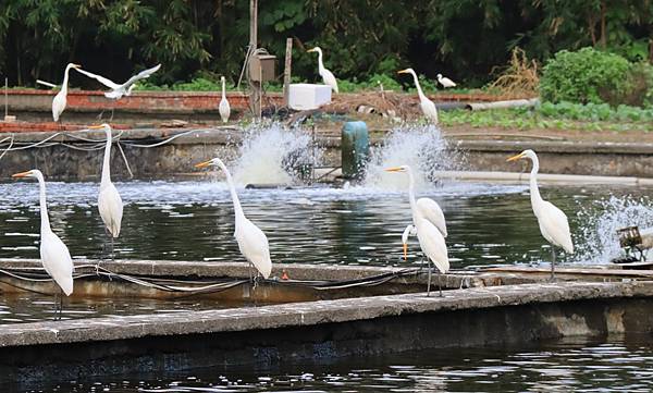 為天地寫日記(白鷺鷥魚塭吃蝦、龜山島)(2023.11.29