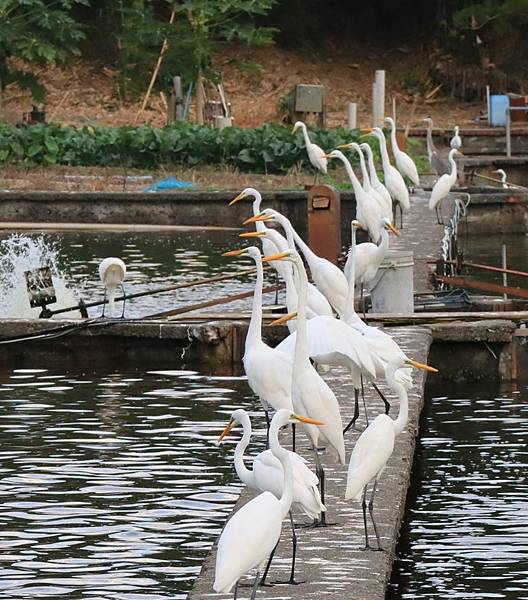 為天地寫日記(白鷺鷥魚塭吃蝦、龜山島)(2023.11.29