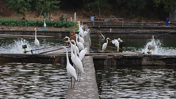 為天地寫日記(白鷺鷥魚塭吃蝦、龜山島)(2023.11.29