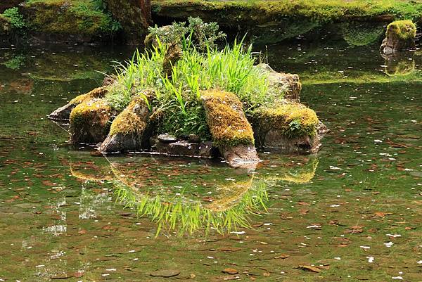 為天地寫日記(明池、櫻花與動物)(2024.02.28)