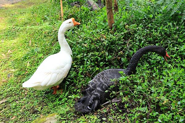 為天地寫日記(明池、櫻花與動物)(2024.02.28)