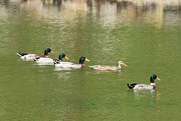 為天地寫日記(明池、櫻花與動物)(2024.02.28)