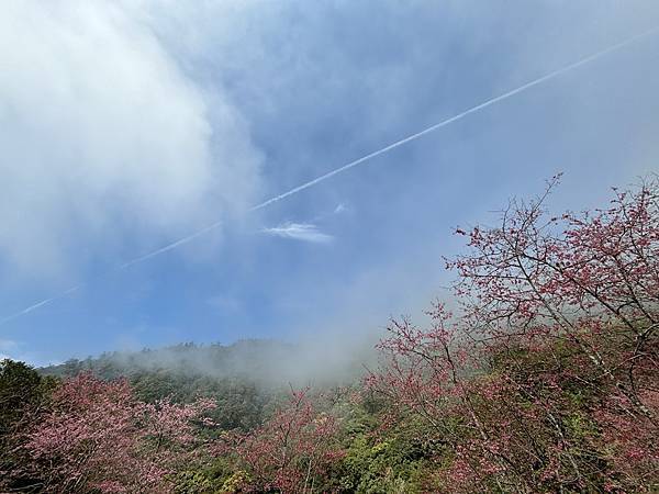 為天地寫日記(明池、櫻花與動物)(2024.02.28)