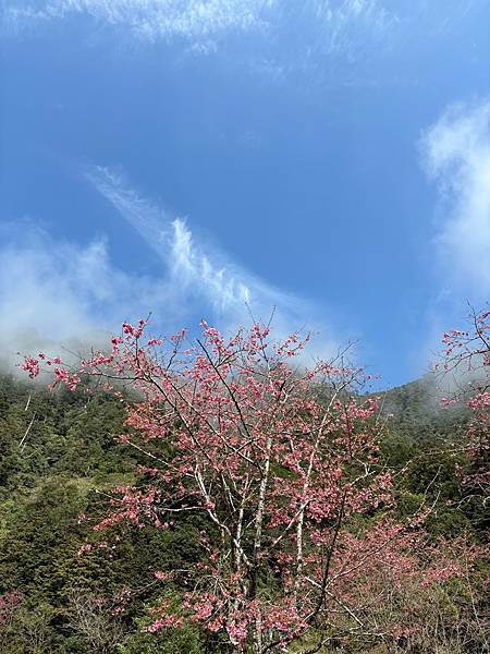 為天地寫日記(明池、櫻花與動物)(2024.02.28)