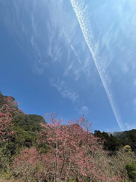 為天地寫日記(明池、櫻花與動物)(2024.02.28)