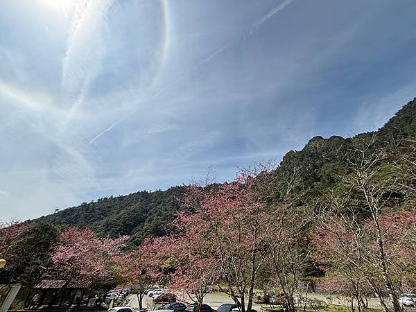 為天地寫日記(明池、櫻花與動物)(2024.02.28)