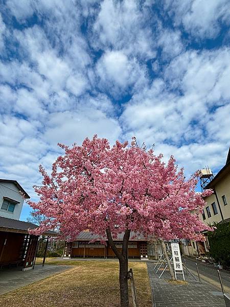 日本東京藝文之旅第二天(鹿島神宮與袋田瀑布)(2024.03