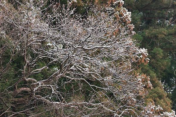 日本東京藝文之旅第三天(鬼怒川飄雪)(2024.03.08)