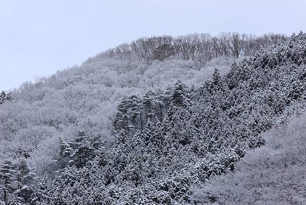 日本東京藝文之旅第三天(鬼怒川飄雪)(2024.03.08)