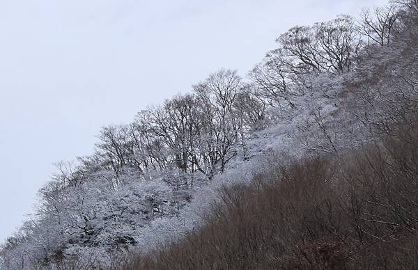 日本東京藝文之旅第三天(鬼怒川飄雪)(2024.03.08)