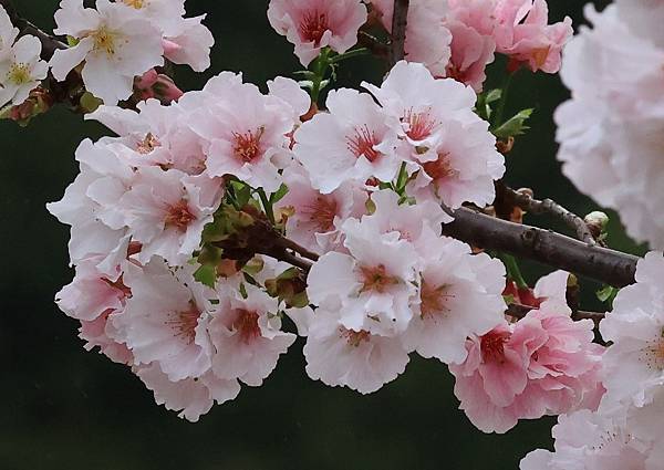 為天地寫日記(陽明山中山樓櫻花、海芋)(2024.03.18