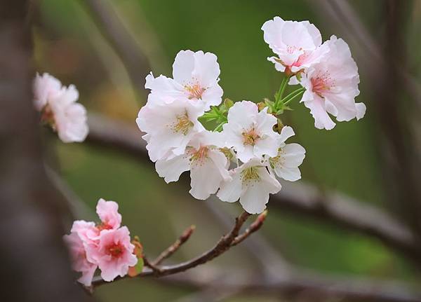 為天地寫日記(陽明山中山樓櫻花、海芋)(2024.03.18