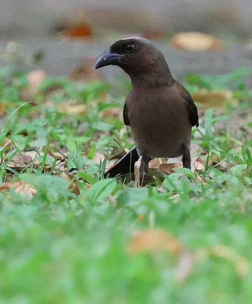 為天地寫日記(慈濟科技大學蓮花與鳥)(2024.03.22)