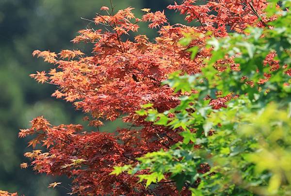 為天地寫日記(陽明山竹子湖海芋、楓葉(槭樹))(2024.0