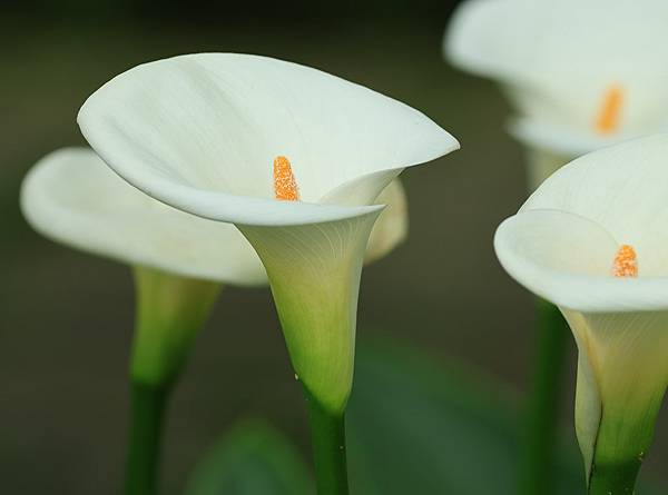 為天地寫日記(陽明山竹子湖海芋、楓葉(槭樹))(2024.0