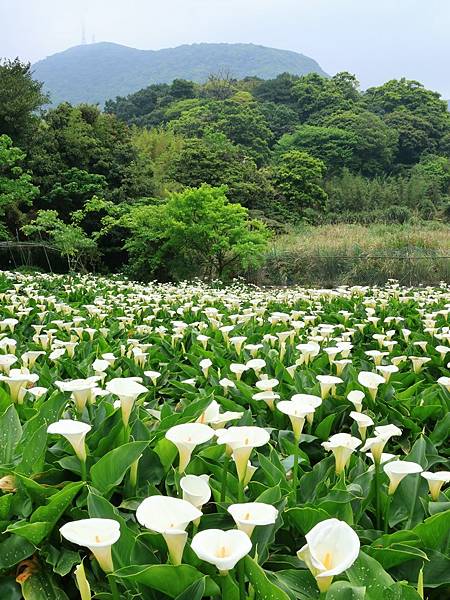 為天地寫日記(陽明山竹子湖海芋、楓葉(槭樹))(2024.0