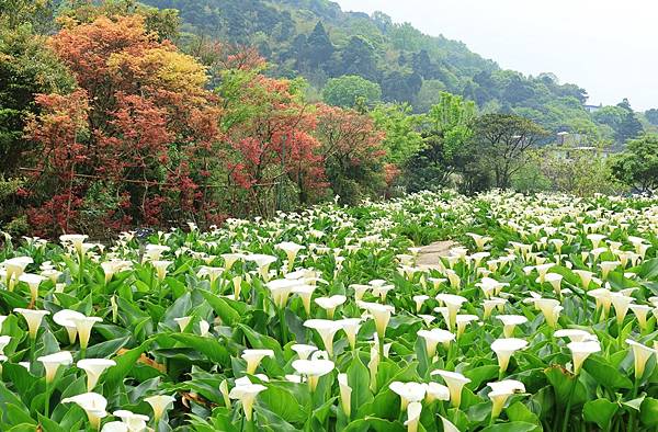 為天地寫日記(陽明山竹子湖海芋、楓葉(槭樹))(2024.0