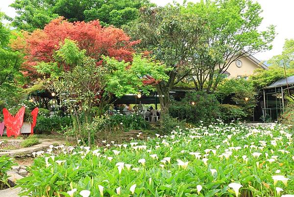 為天地寫日記(陽明山竹子湖海芋、楓葉(槭樹))(2024.0