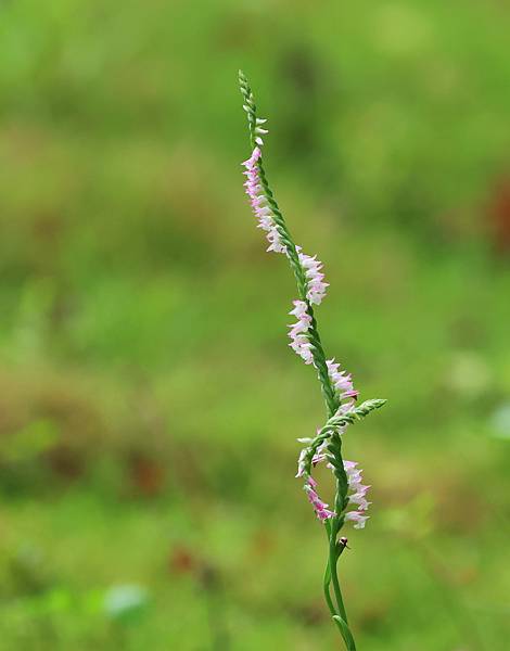 為天地寫日記(蘭花草、綬草、清明草)