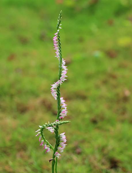 為天地寫日記(蘭花草、綬草、清明草)